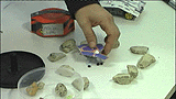 Mikro, mini s nano robotok - Vizi Pl Gbor